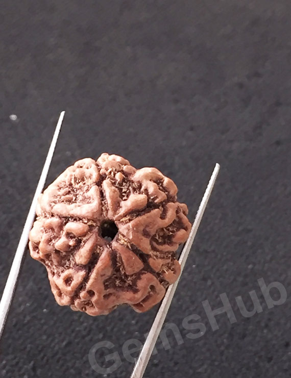 5 Mukhi Natural Certified Rudraksha Size- 21 mm Premium Quality
